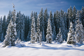 Fototapeta na wymiar Snow covered pines