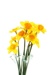 Daffodils in vase