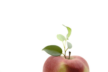 Apfel mit Blatt