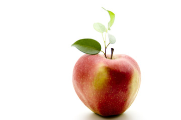 Apfel