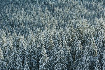 Snow covered pines