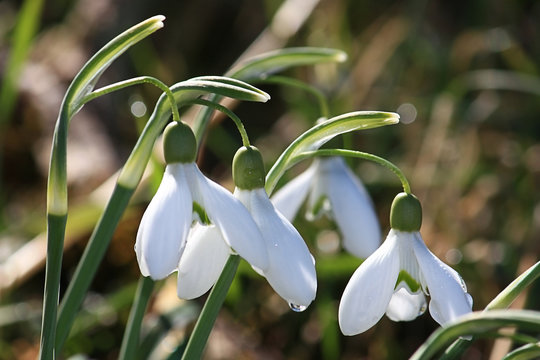 Bucaneve a primavera