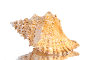 seashell isolated on white background