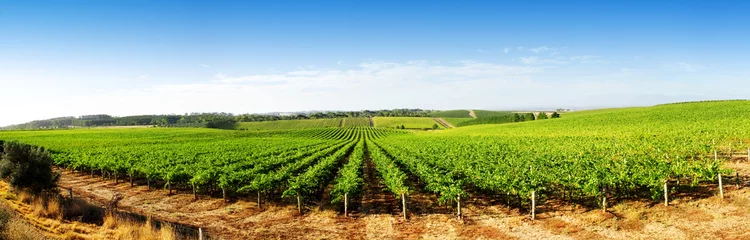 Cercles muraux Vignoble Vineyard Panorama