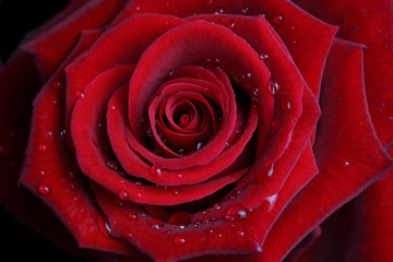 Close-up of open rose.