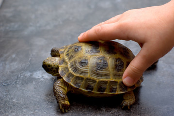 reptile turtle animal
