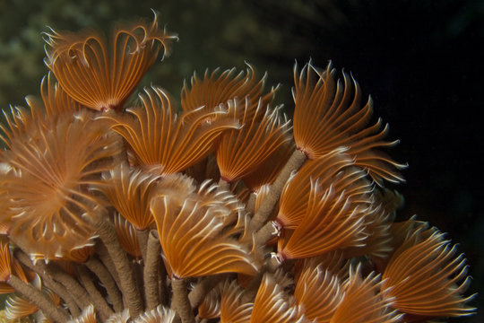 Social feather duster (Bispira brunnea)