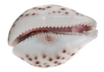 Cockleshell isolated