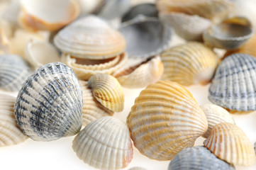 Cockleshells set