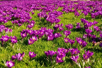 Naklejka premium Crocuses in the grass