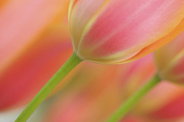 Beautiful pink and orange tulips - 12635582