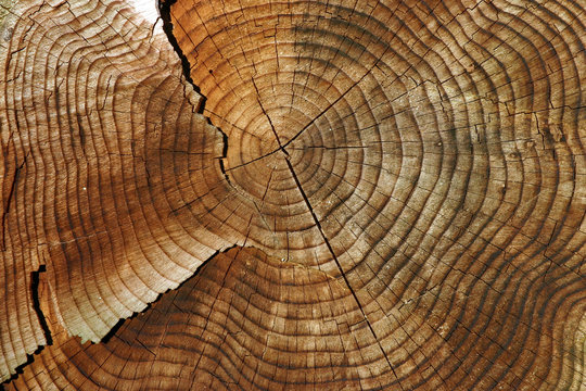 Holz
