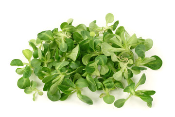 Corn salad isolated on white background