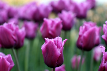 Tulips