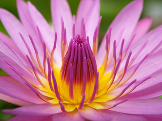 A macro shot of the Water Lily. - 12637307