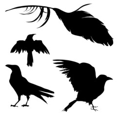 Vector silhouettes of ravens, crows, other birds