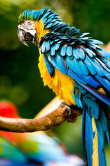A colourful macaw in the wild