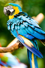A colourful macaw in the wild