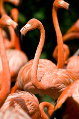 A group of Flamingo's