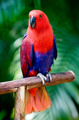 A beautiful parrot