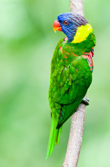 Rainbow Lorikeet