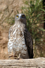 close up shot of white-tailed hawk