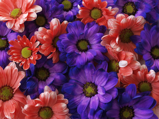 Fototapeta premium fresh colorful flower