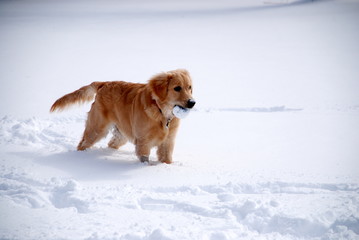 Young Golden Retriever