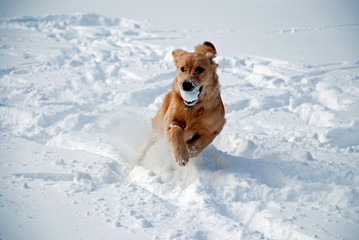 Young Golden Retriever