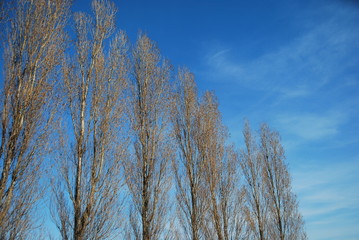 Tall Trees on a Park and Blue Sky,  in Lisbon