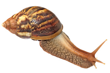 escargot de l'île de la Réunion