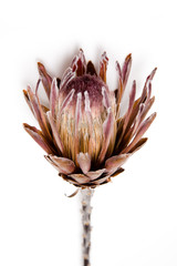 Naklejka na ściany i meble RPA Protea kwiat ONA białym tle,