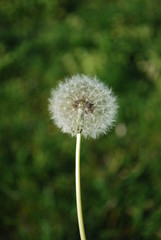 Dandelion with Green Background, in Lisbon