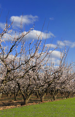 Obraz premium cerisiers fleuris