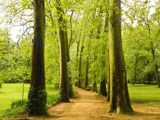 Footpath after rain