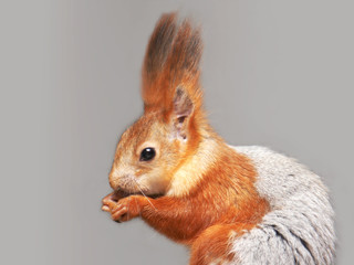 The squirrel on a grey background