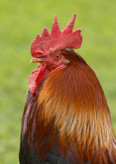 Cock