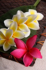White And Pink Frangiapani Flowers