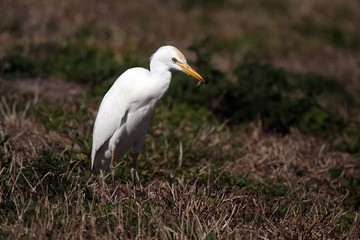 Cattle Egret