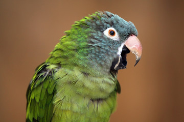 Noisy Parrot