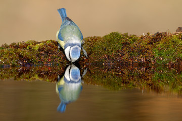 Drinking blue tit reflecting in water