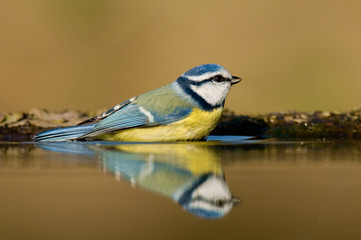 Blue tit having bath and reflecting on water