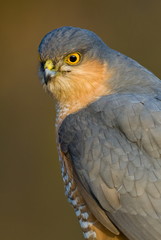 Sparrowhawk portrait