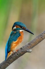 Kingfisher