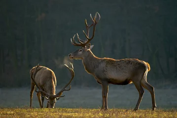 Wall murals Deer Red deers grazing on a meadow
