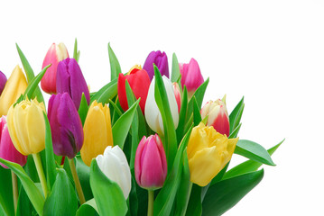 Tulpen 257