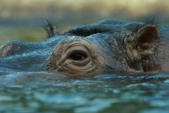 Flusspferd