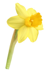 Daffodil isolated