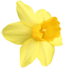 Daffodil isolated