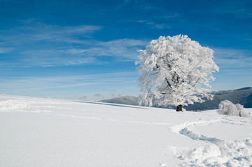 snowy tree on a sunny day